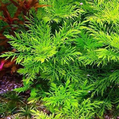 Hygrophila difformis