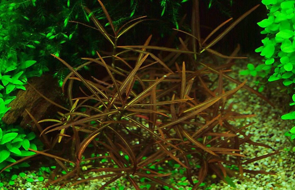 Hygrophila lancea "Araguaia"