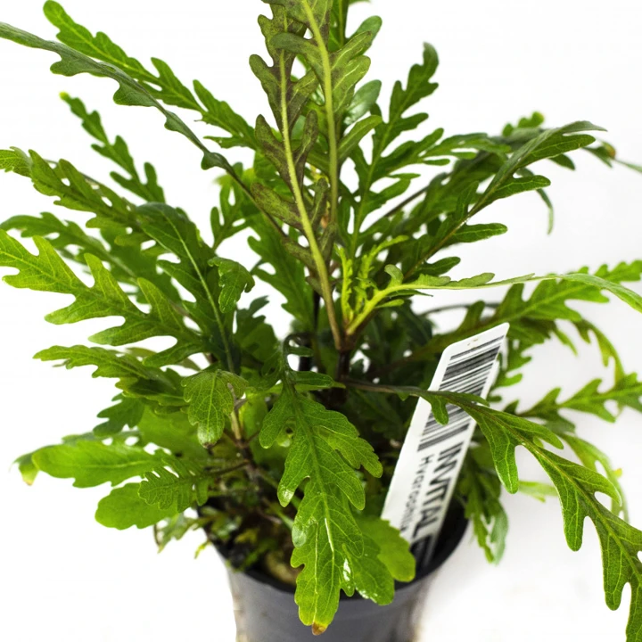 Hygrophila pinnatifida