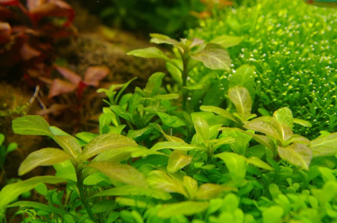 Hygrophila polysperma 'Big leaf'