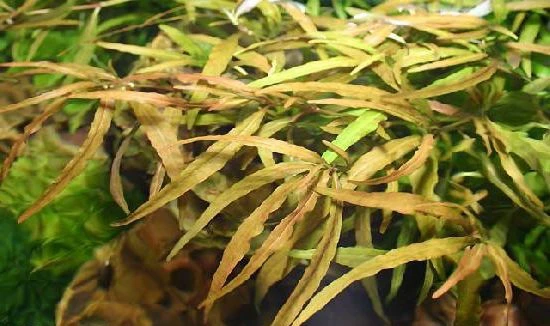 Hygrophila polysperma ''Ceylon''
