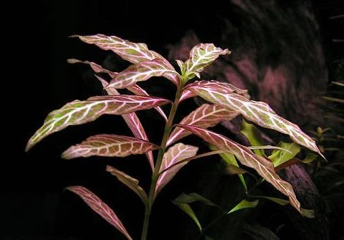 Hygrophila polysperma 'Sunset' ('Rosanervig')