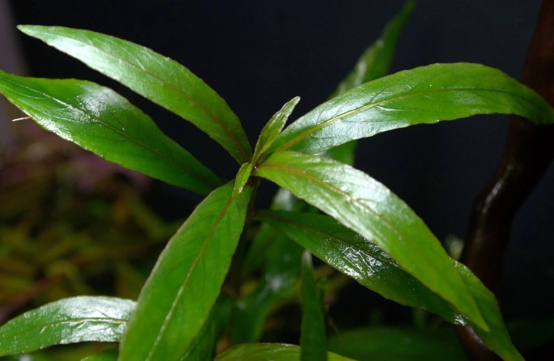 Hygrophila salicifolia