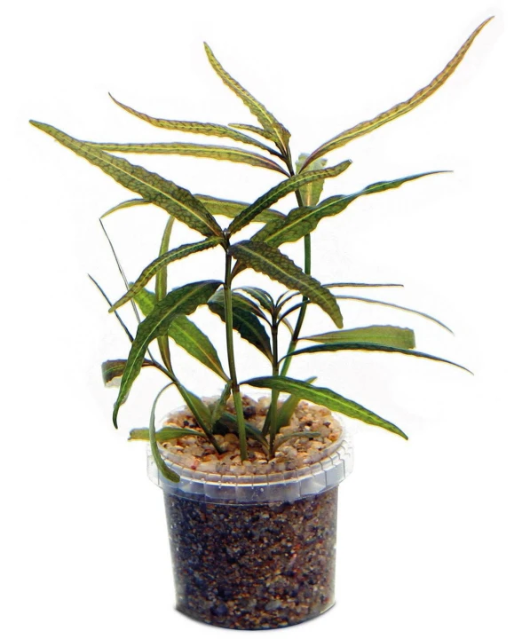 Hygrophila sp. 'Bold'