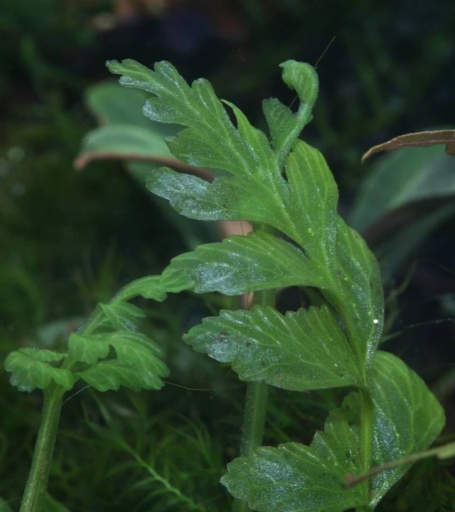Hymenasplenium obscurum