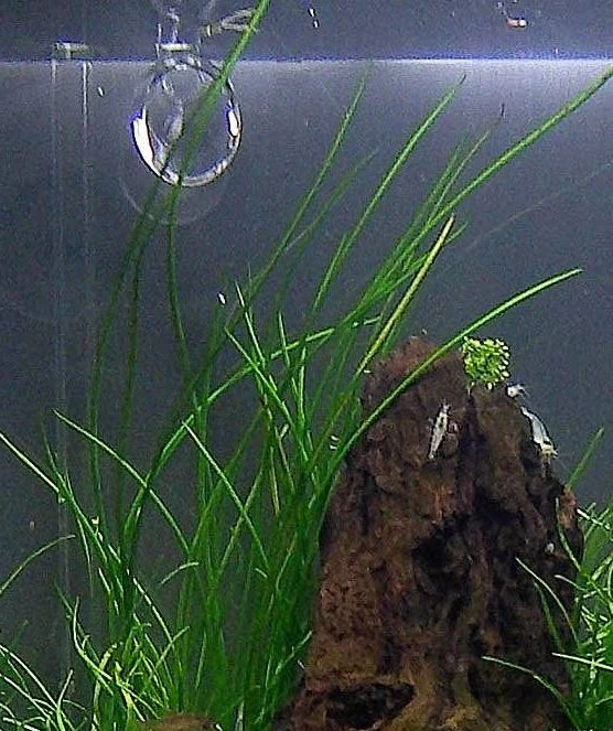 Isoetes velata var. sicula