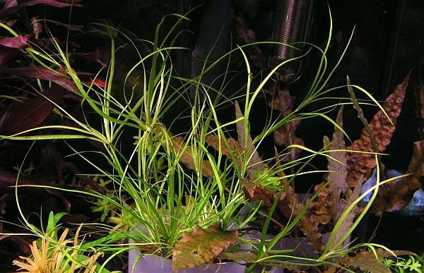 Juncus repens