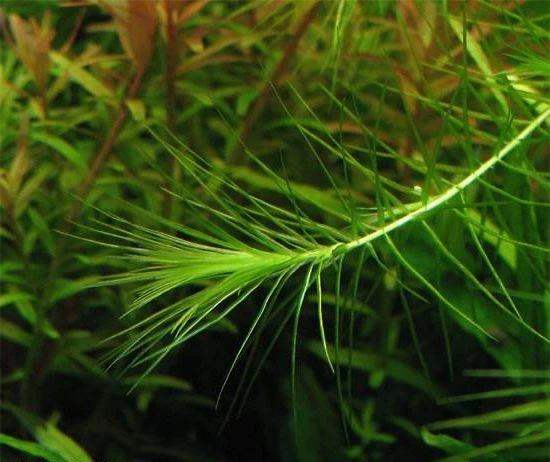 Lagarosiphon madagascariensis