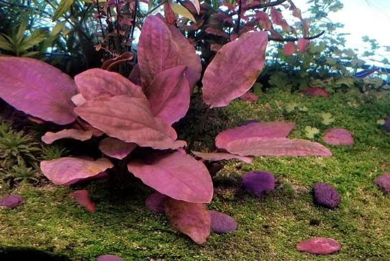 Lagenandra meeboldii "Grün" ("Green")