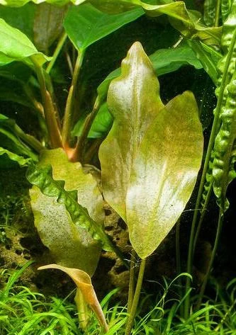 Lagenandra meeboldii "Pink"