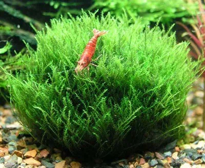 Leptodictyum riparium