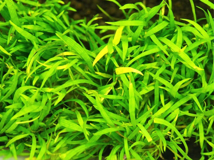 Lilaeopsis brasiliensis