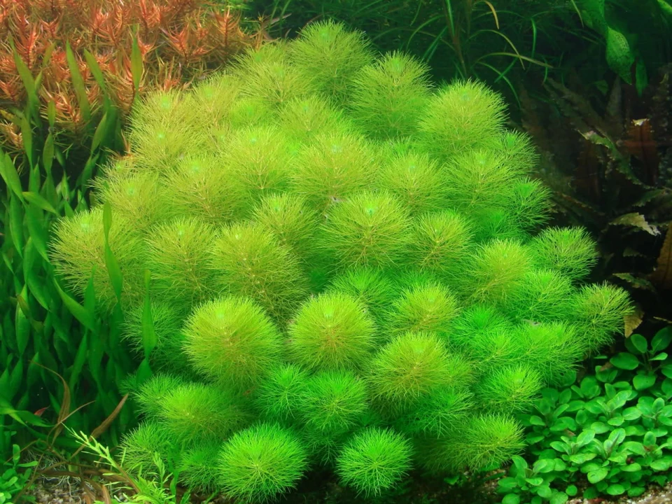Limnophila aquatica