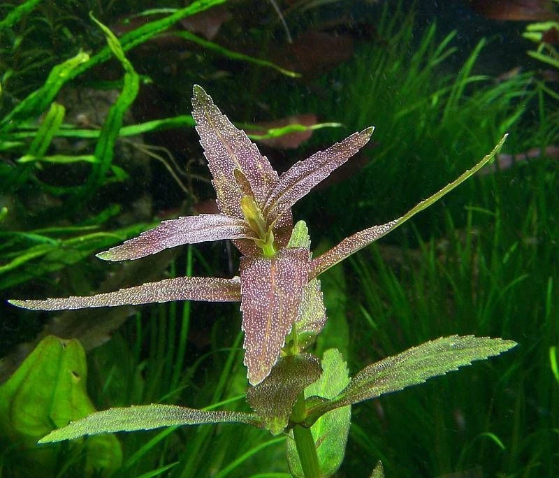 Limnophila aromatica "Mini"