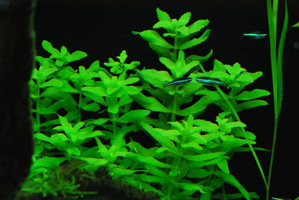 Limnophila aromatica