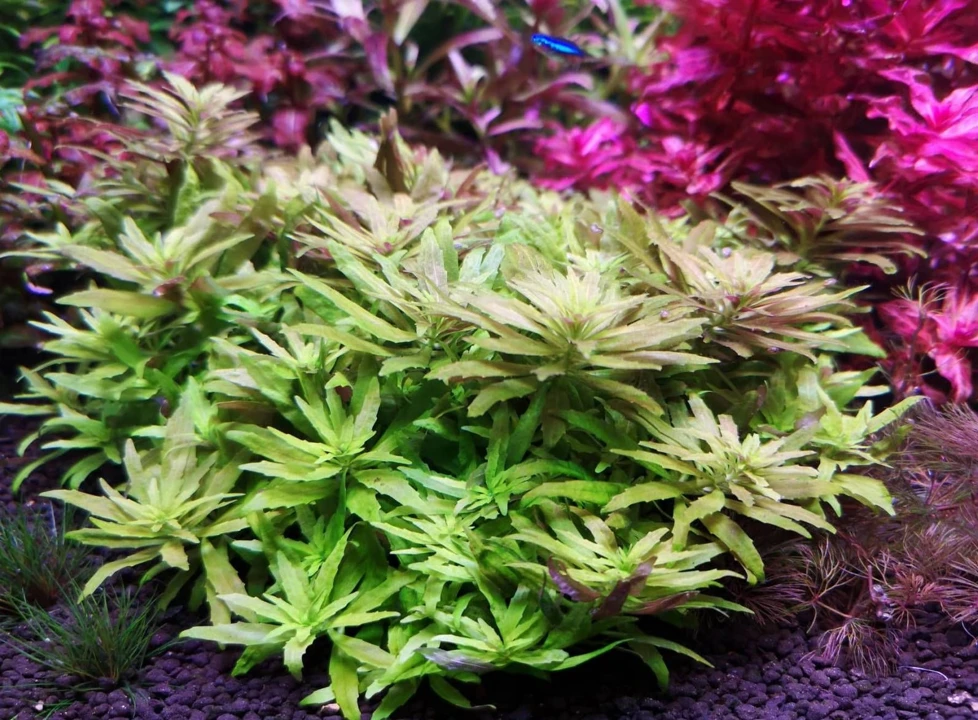 Limnophila cf. hippuridoides "Mini"