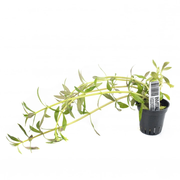 Limnophila hippuridoides