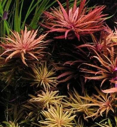 Limnophila hippuridoides