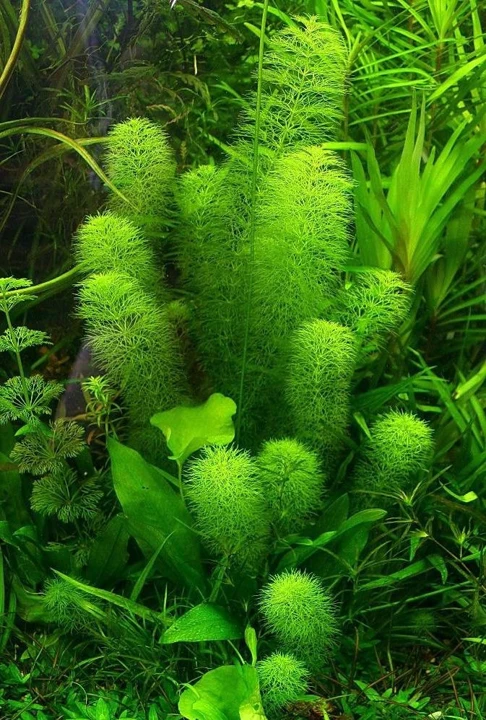Limnophila indica