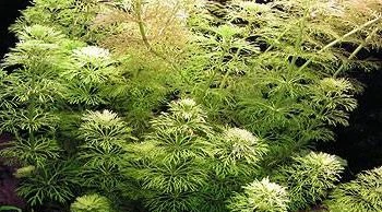 Limnophila sessiliflora