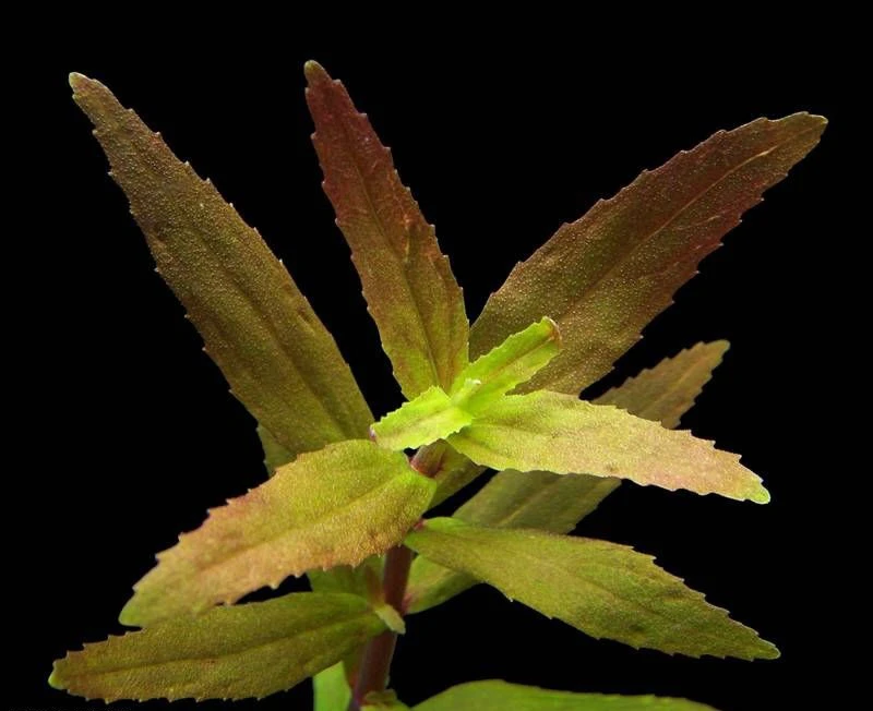 Limnophila sp. "Broad"