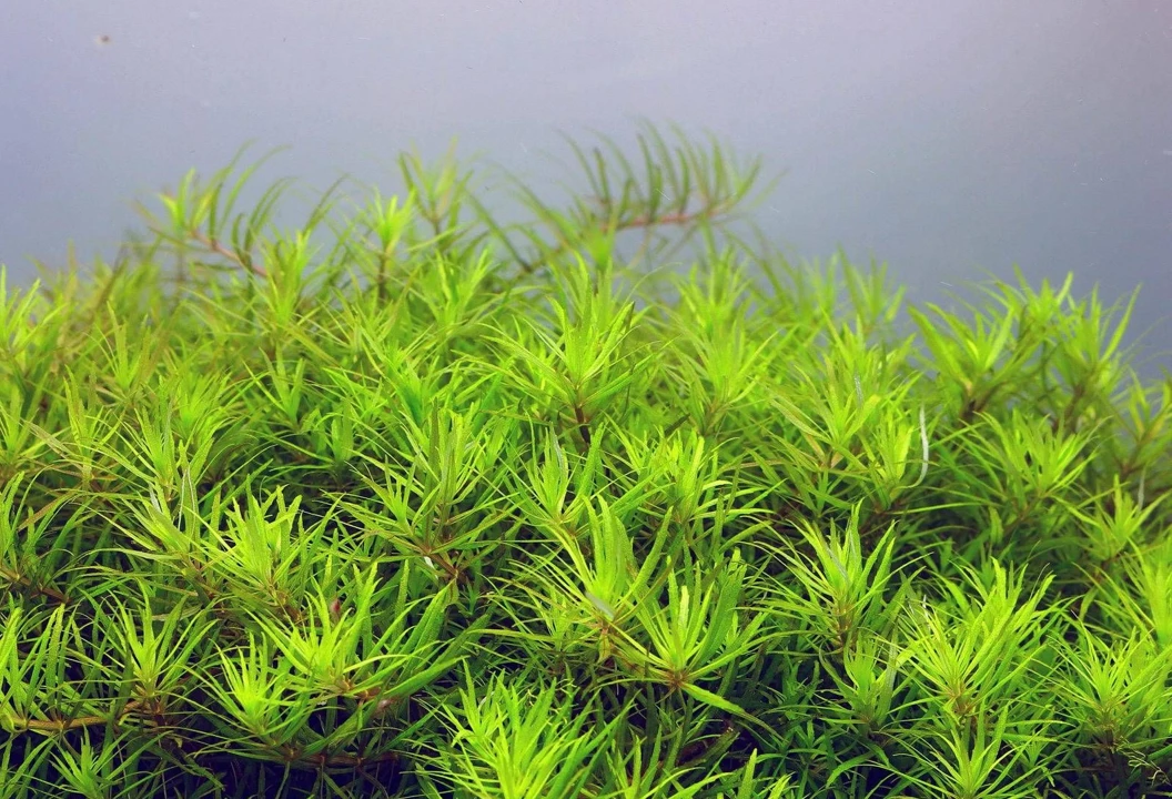Limnophila sp. "Vietnam"