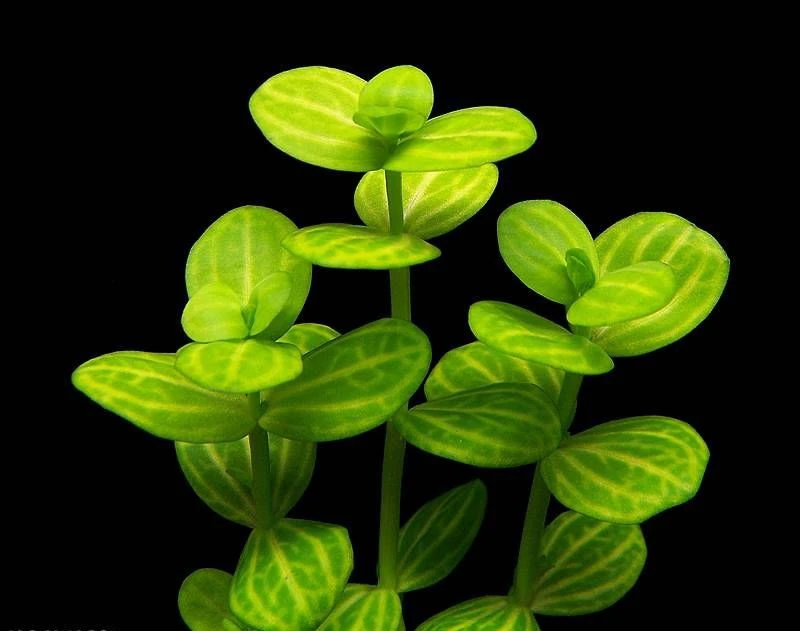 Lindernia rotundifolia 'Variegated'