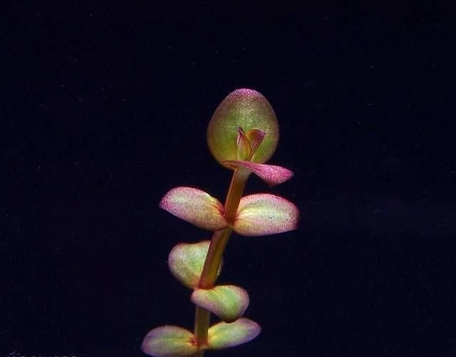 Lindernia sp. 'India'