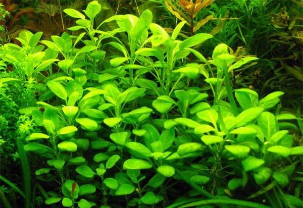 Lobelia cardinalis 'Kleine Form'