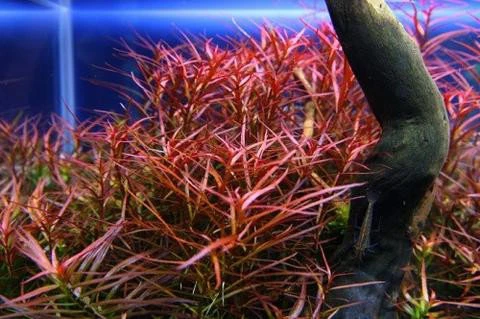 Ludwigia arcuata