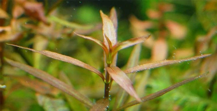 Ludwigia brevipes