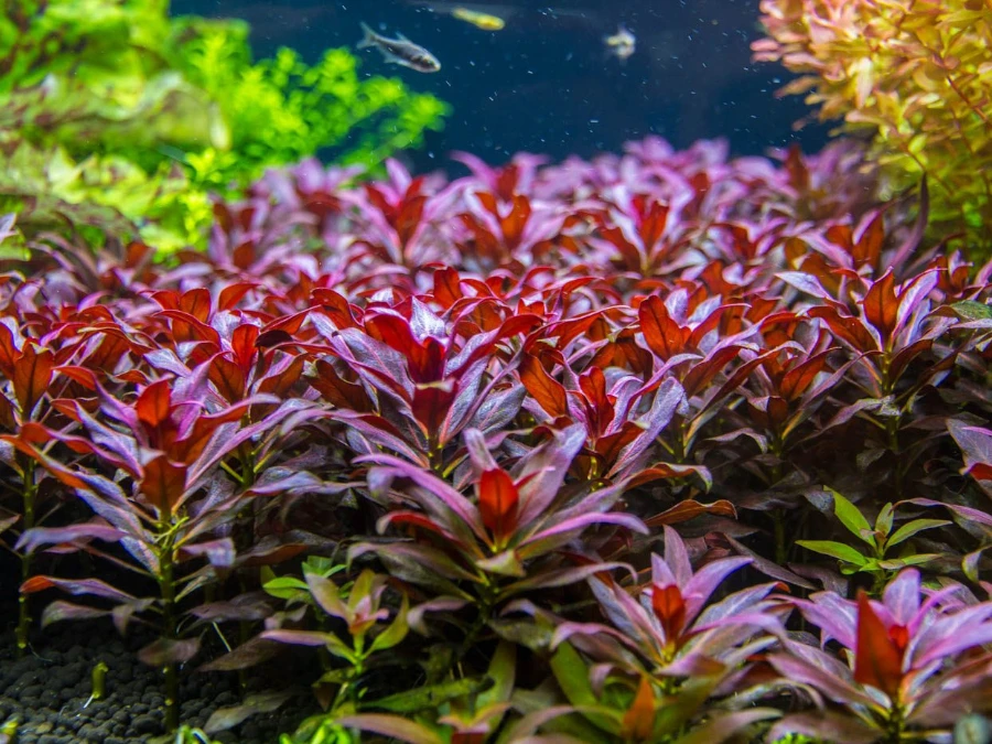 Ludwigia glandulosa