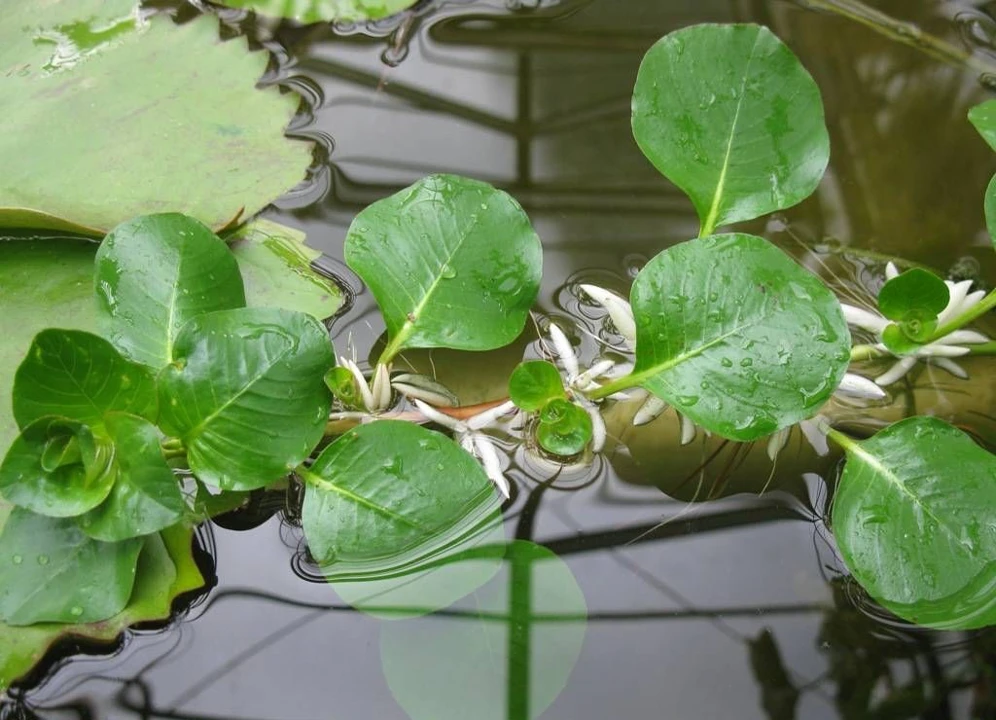 Ludwigia helminthorrhiza