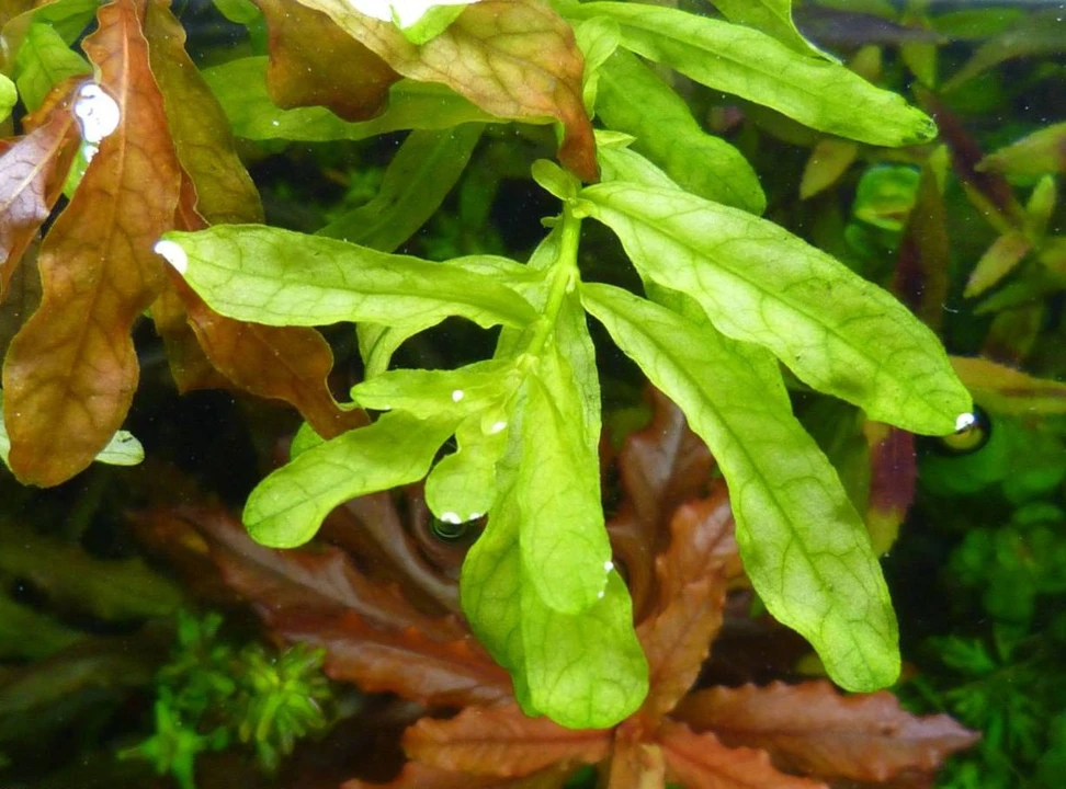 Ludwigia inclinata "Green"