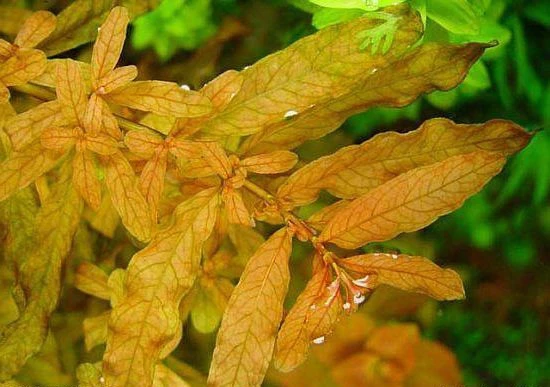 Ludwigia inclinata "Red"