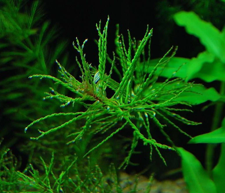 Ludwigia inclinata var. verticillata 'Curly'