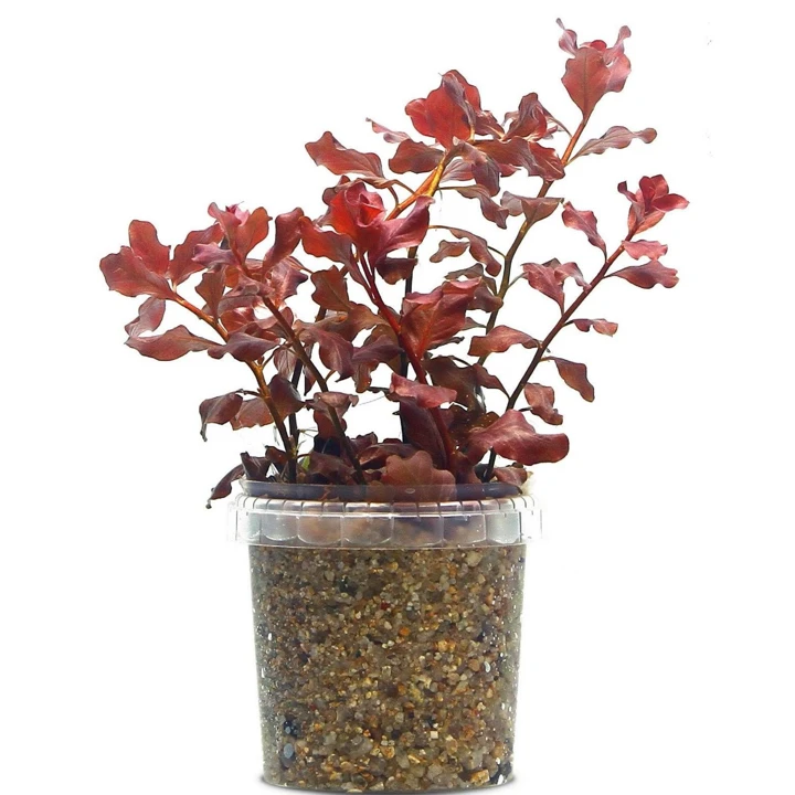 Ludwigia ovalis 'Pink'