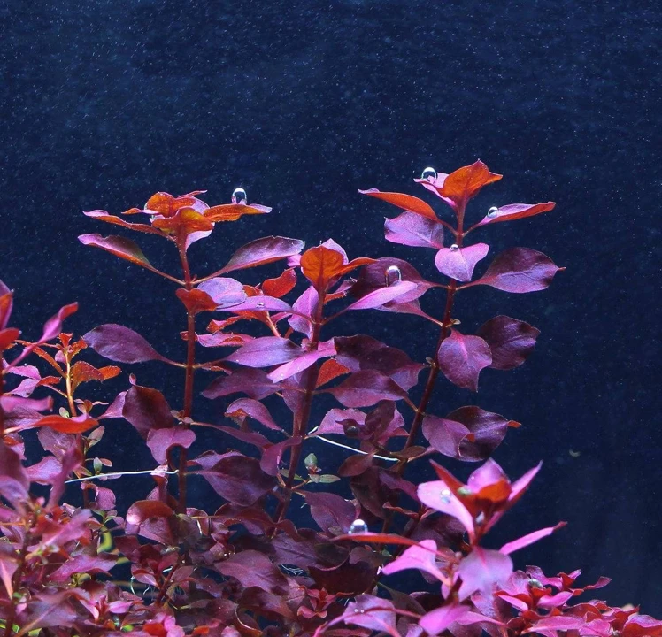 Ludwigia palustris "Super Red"