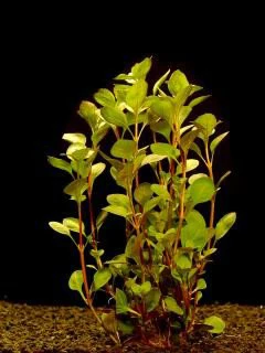 Ludwigia palustris