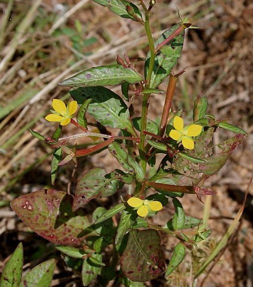 Ludwigia perennis