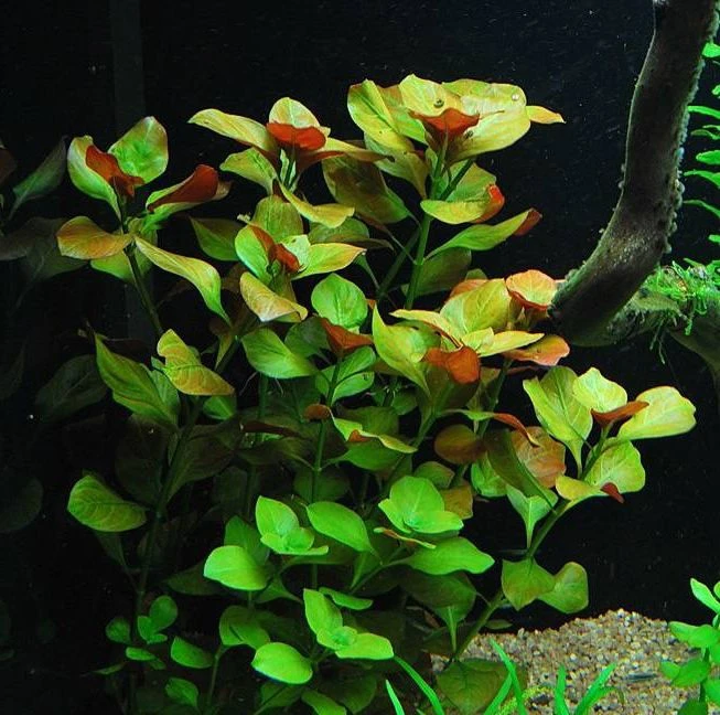 Ludwigia repens "Mesakana"