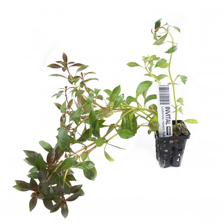Ludwigia repens