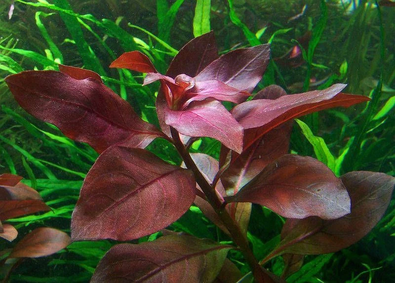 Ludwigia "Rubin"