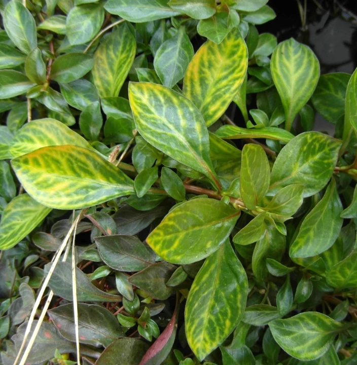 Ludwigia sp. 'Atlantis'