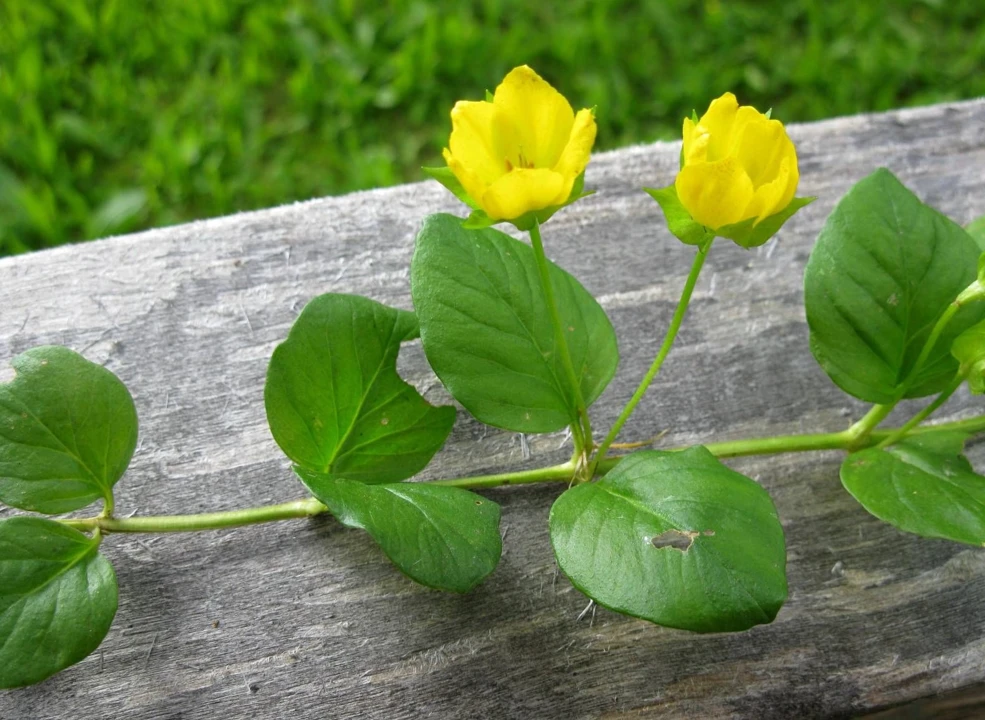 Lysimachia nummularia