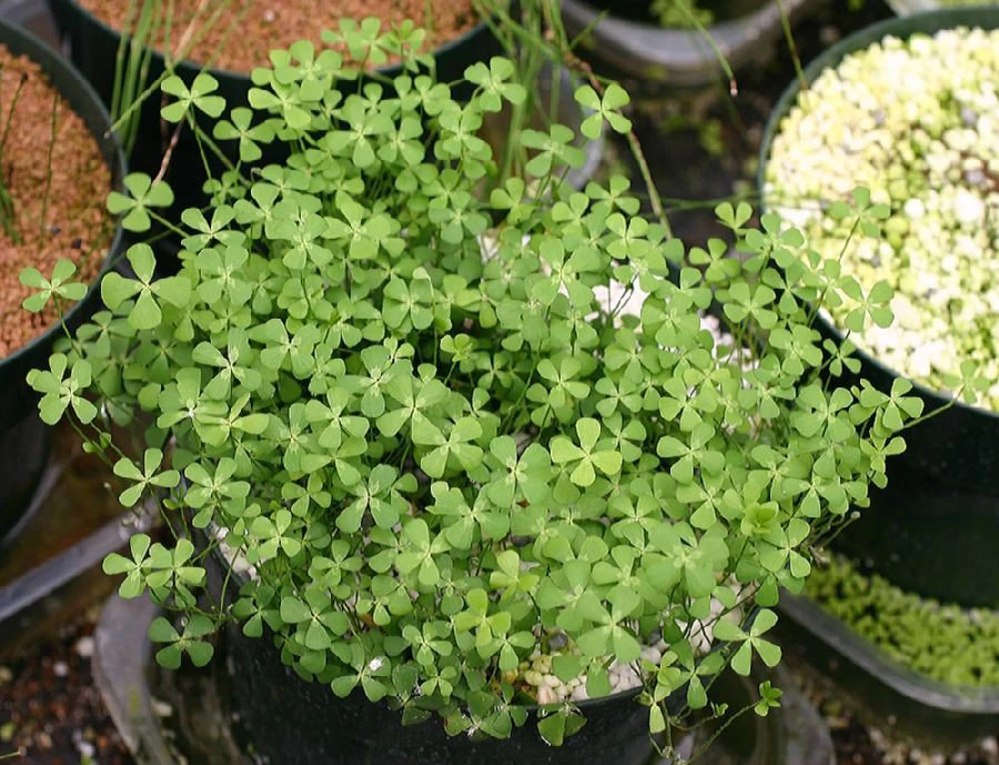Marsilea angustifolia