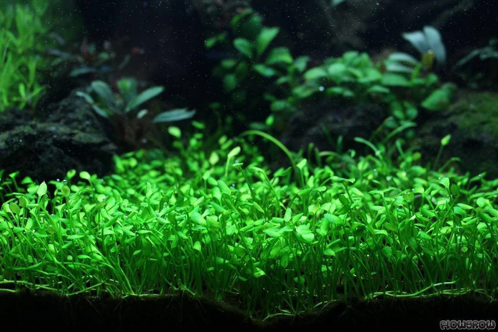 Marsilea angustifolia