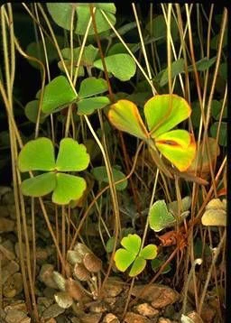 Marsilea drummondii