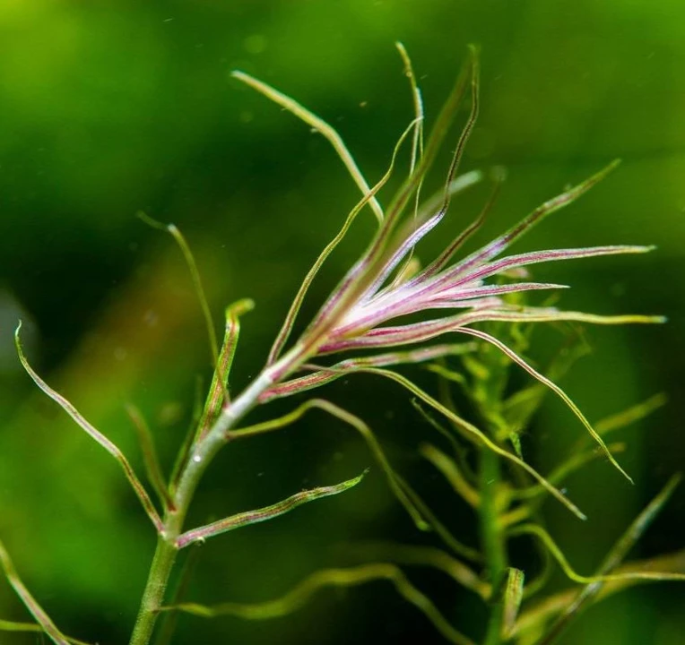 Mayaca sp. "Santarem Red"