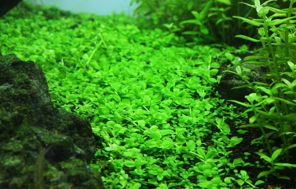 Micranthemum tweediei